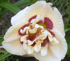 <h5>Exotic Etching</h5><p>Züchter: Stamile 2005
Blüte: 12,5 cm
Höhe: 48 cm 
Ploide-Gruppe:																																																																																																																																																																																																																																																																																																																																																																																																																																																																																																																																																																																																																																																																						</p>