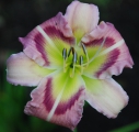 <h5>Heavenly Pink Butterfly</h5><p>Züchter: Gossard 2004
Blüte: 15 cm
Höhe: 90 cm
Ploide-Gruppe: DIP																																																																																																																																																																																																																																																																																																																																																																																																																																																																																																																																																																																																																																																																						</p>