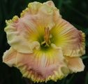 <h5>Judy Farquar</h5><p>Züchter: Stamile 2004
Blüte: 17,5 cm
Höhe: 85 cm
Ploide-Gruppe:																																																																																																																																																																																																																																																																																																																																																																																																																																																																																																																																																																																																																																																					</p>
