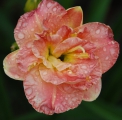 <h5>Lacy Doily</h5><p>Züchter: Joiner 1999
Blüte: 10 cm
Höhe: 45 cm
Ploide-Gruppe: DIP																																																																																																																																																																																																																																																																																																																																																																																																																																																																																																																																																																																																																																																					</p>