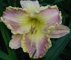 <h5>Lycean</h5><p>Züchter: Petit 2008
Blüte: 16 cm
Höhe: 68 cm
Ploide-Gruppe:																																																																																																																																																																																																																																																																																																																																																																																																																																																																																																																																																																																																																																																					</p>