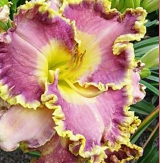 <h5>Orchid Gilded Ruffles</h5><p>Züchter: Carpenter 2007
Blüte: 
Höhe: 
Ploide-Gruppe:																																																																																																																																																																																																																																																																																																																																																																																																																																																																																																																																																																																																																																																					</p>