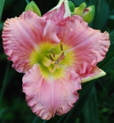 <h5>Palladian Pink</h5><p>Züchter: Stamile 2000
Blüte: 13 cm
Höhe: 75 cm
Ploide-Gruppe:																																																																																																																																																																																																																																																																																																																																																																																																																																																																																																																																																																																																																																				</p>