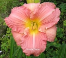 <h5>Regency Spring</h5><p>Züchter: Salter 1996
Blüte: 10 cm
Höhe: 65 cm
Ploide-Gruppe:																																																																																																																																																																																																																																																																																																																																																																																																																																																																																																																																																																																																																																				</p>