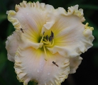 <h5>Victorian Lace</h5><p>Züchter: Stamile 1999
Blüte: 17 cm
Höhe: 75 cm
Ploide-Gruppe:																																																																																																																																																																																																																																																																																																																																																																																																																																																																																																																																																																																																																																				</p>