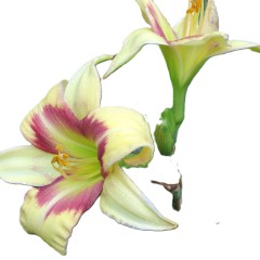 Hiesfelder Graziella-