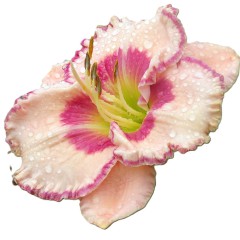 Hiesfelder Harmonie