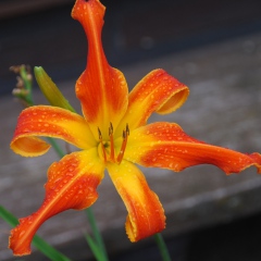 Heavenly-Orange-Blaze