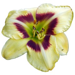 Hiesfelder-Lily-May