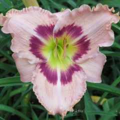 Hiesfelder Rosenrot