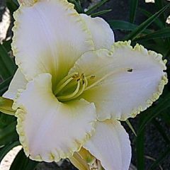 Jo Anne Bruce